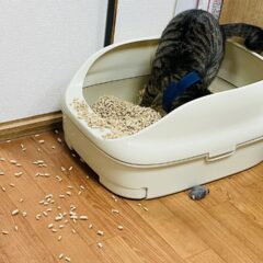「猫のトイレ使用頻度は？健康チェック方法」