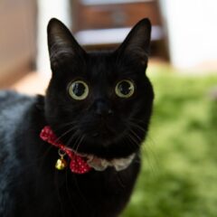 「ねこの瞳の色が異なる理由とは？」