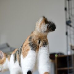 なぜ猫のおしりはこんなに魅力的？ユニークな理由