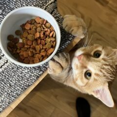 ねこに飽きさせないごはん選びのコツ