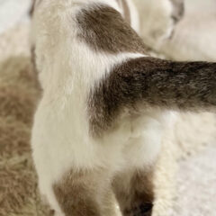 「にゃんたまのある風景」