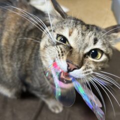 ねこが遊んでほしい時のサインを見逃さない！