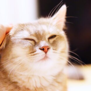 ねこがゆっくり瞬きする時の気持ち解説