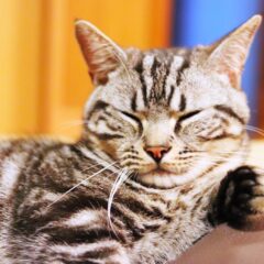 猫のストレスサインを見逃さない！早期発見のポイント