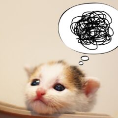 ねこがドジする理由と照れた時の反応