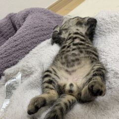 「にゃんたまの尊さ」