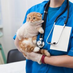 猫にワクチンが必要な理由と接種の流れ
