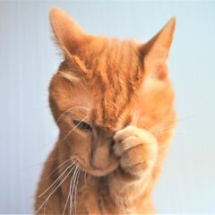 ねこの目やにの原因と正しいケア方法を解説