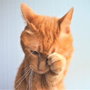 ねこの目やにの原因と正しいケア方法を解説