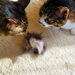 猫の毛玉対策を徹底解説！予防とケアの基本ガイド