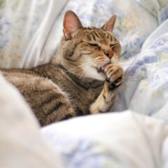 猫のお留守番を快適にするための準備とコツ