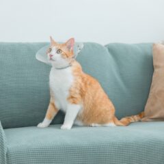 猫の尿路結石症状を見逃さないチェックリストと対処法