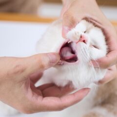 猫の誤食を防ぐ危険な食べ物と対処法を徹底解説