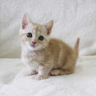 保護猫を助けるチャリティー活動の魅力
