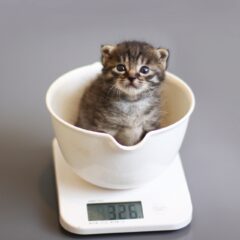仔猫の体重は月齢別にどう変わる？平均値と目安を解説