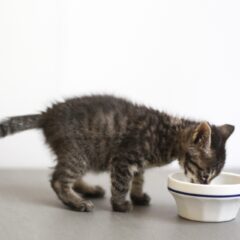 仔猫にミルクを与えるコツと飲ませ方の基本ガイド