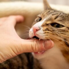 猫の甘噛みの意味と愛情表現を正しく読み解く方法