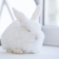 知っておきたい！うさぎの種類一覧