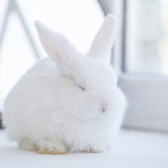 知っておきたい！うさぎの種類一覧