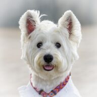 白い犬が示す幸運と守護のスピリチュアルメッセージ