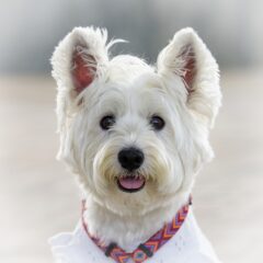 白い犬が示す幸運と守護のスピリチュアルメッセージ