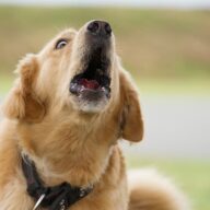 犬の無駄吠えを減らす効果的なトレーニング法と原因解説