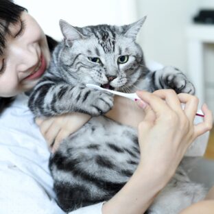 ねこの口臭対策｜日常ケアと獣医受診の目安を解説