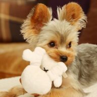 小型犬の種類一覧｜愛らしい犬ベスト10