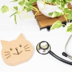 猫の逆流性食道炎の原因と症状を解説